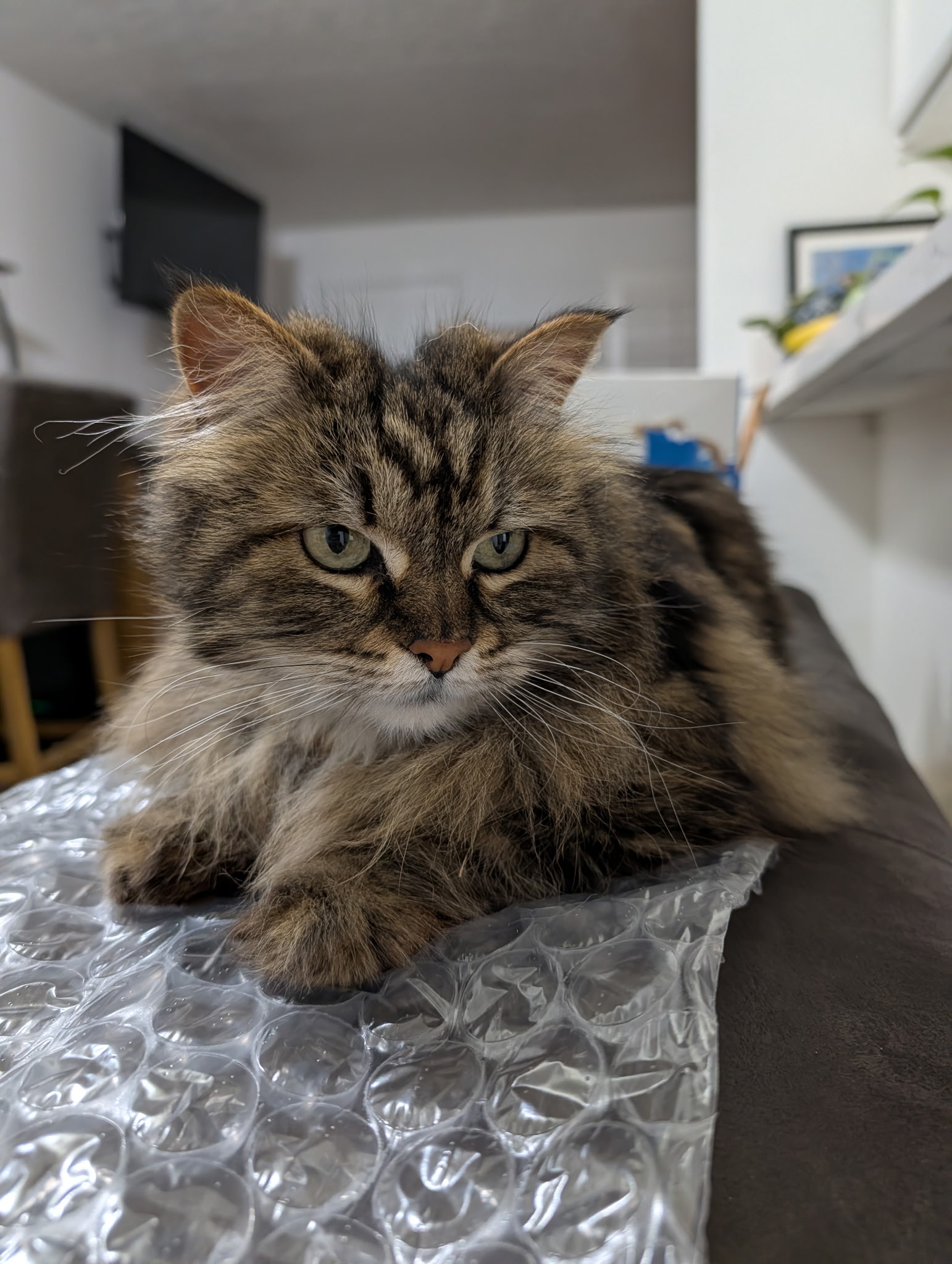 Willow, judging you already